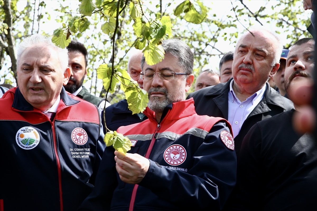 Tarım ve Orman Bakanı İbrahim Yumaklı (sağ 2), Giresun merkeze bağlı Sıvacı köyünde zirai dondan...