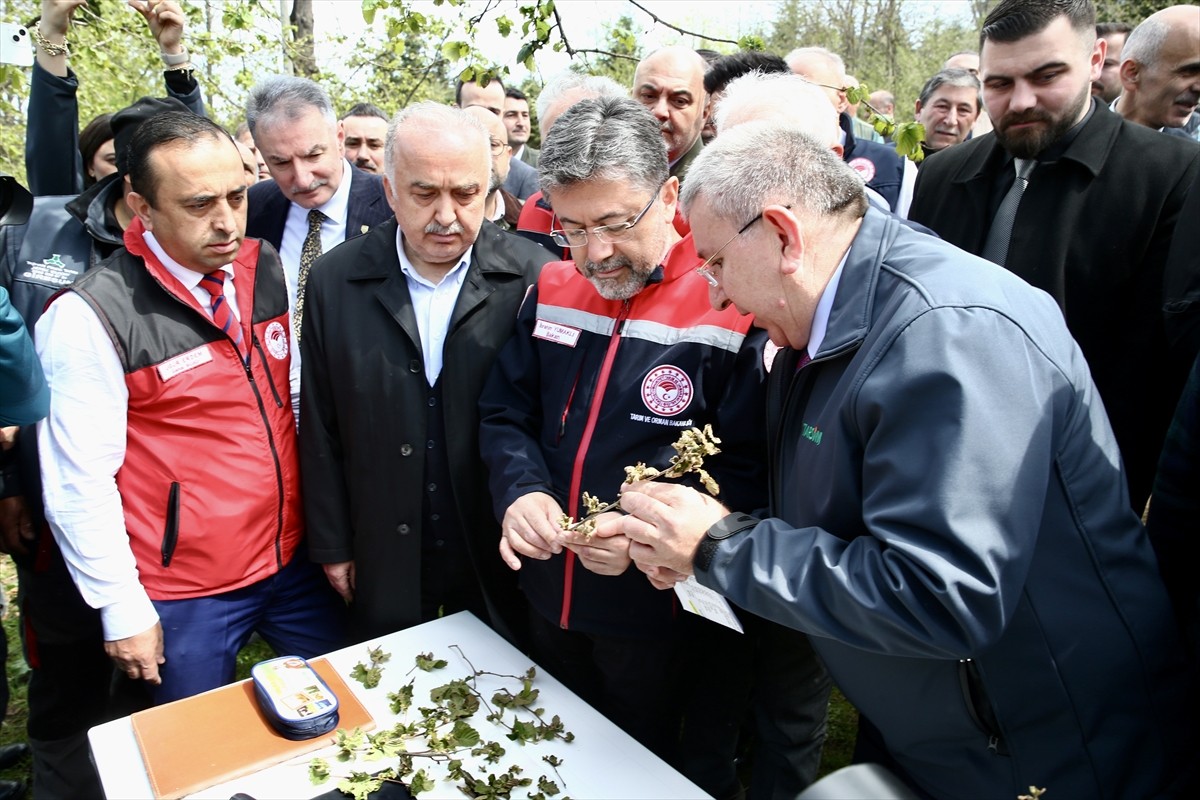 Tarım ve Orman Bakanı İbrahim Yumaklı (sağ 2), Giresun merkeze bağlı Sıvacı köyünde zirai dondan...