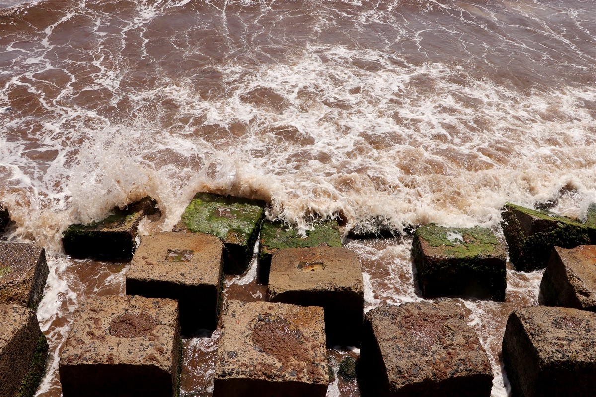 Tekirdağ'da 4 gündür etkili olan poyraz nedeniyle sahilin bazı bölümleri kırmızı yosunla...