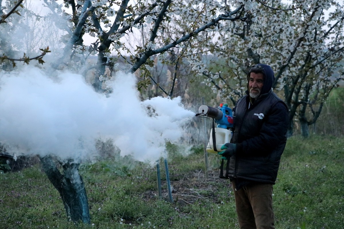 Tekirdağ'da zirai don riskine karşı gece nöbet tutan meyve yetiştiricileri, bahçelerinde ateş...