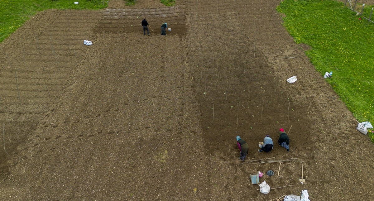 Trabzon'un Tonya ilçesine bağlı Kalınçam Mahallesi'nde çiftçiler, tarlalarda geleneksel...