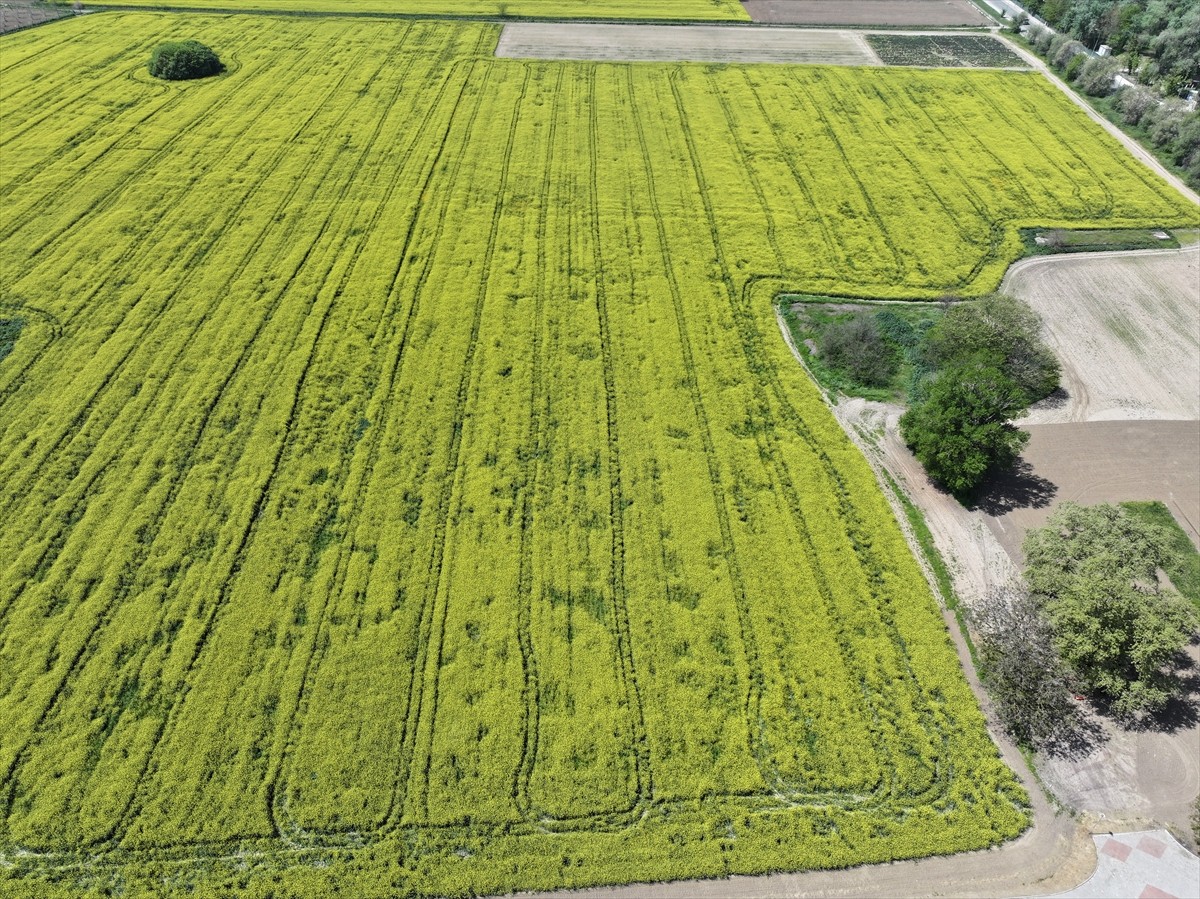 Trakya'da geniş alanlarda üretimi yapılan kanola, baharda açan sarı çiçekleriyle tarlaları...