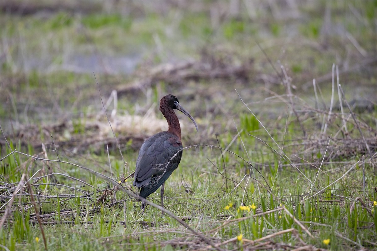 Tunceli’nin Ovacık ilçesinde, nesli tükenmekte olan çeltikçi kuşları sulak arazilerde beslenirken...