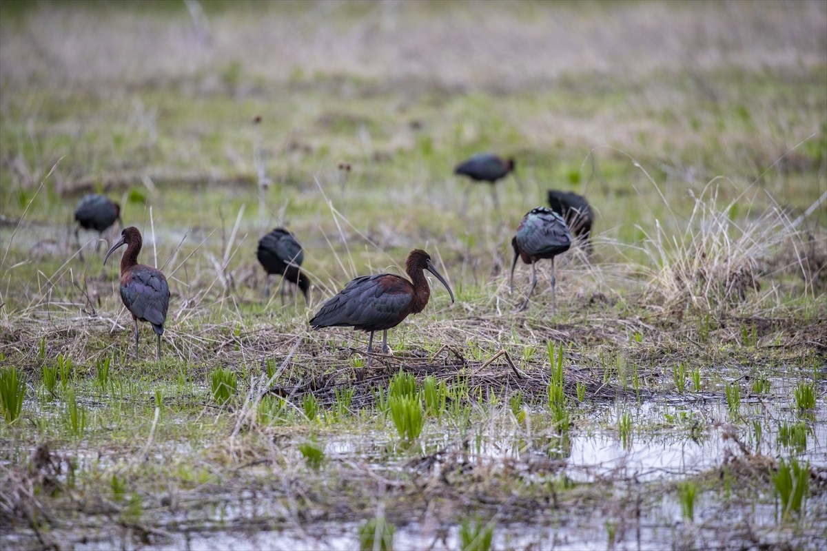 Tunceli’nin Ovacık ilçesinde, nesli tükenmekte olan çeltikçi kuşları sulak arazilerde beslenirken...