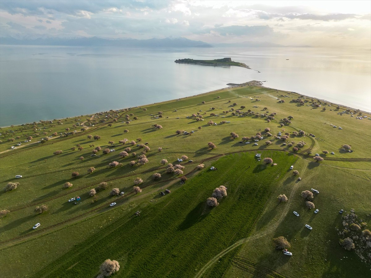 Van'daki Çarpanak Yarımadası, çiçek açan kayısı ve badem ağaçlarının oluşturduğu eşsiz...
