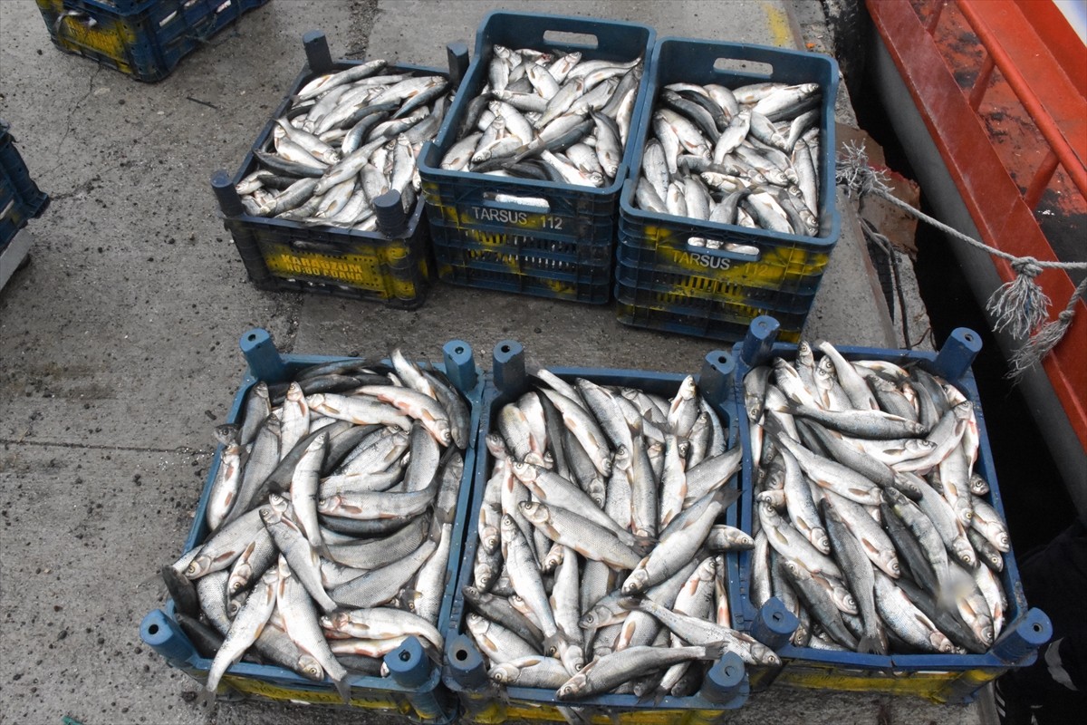 Van Gölü'nde yaşayan ve üreme döneminde suyun akışının tersine yüzerek görsel şölen sunarak tatlı...