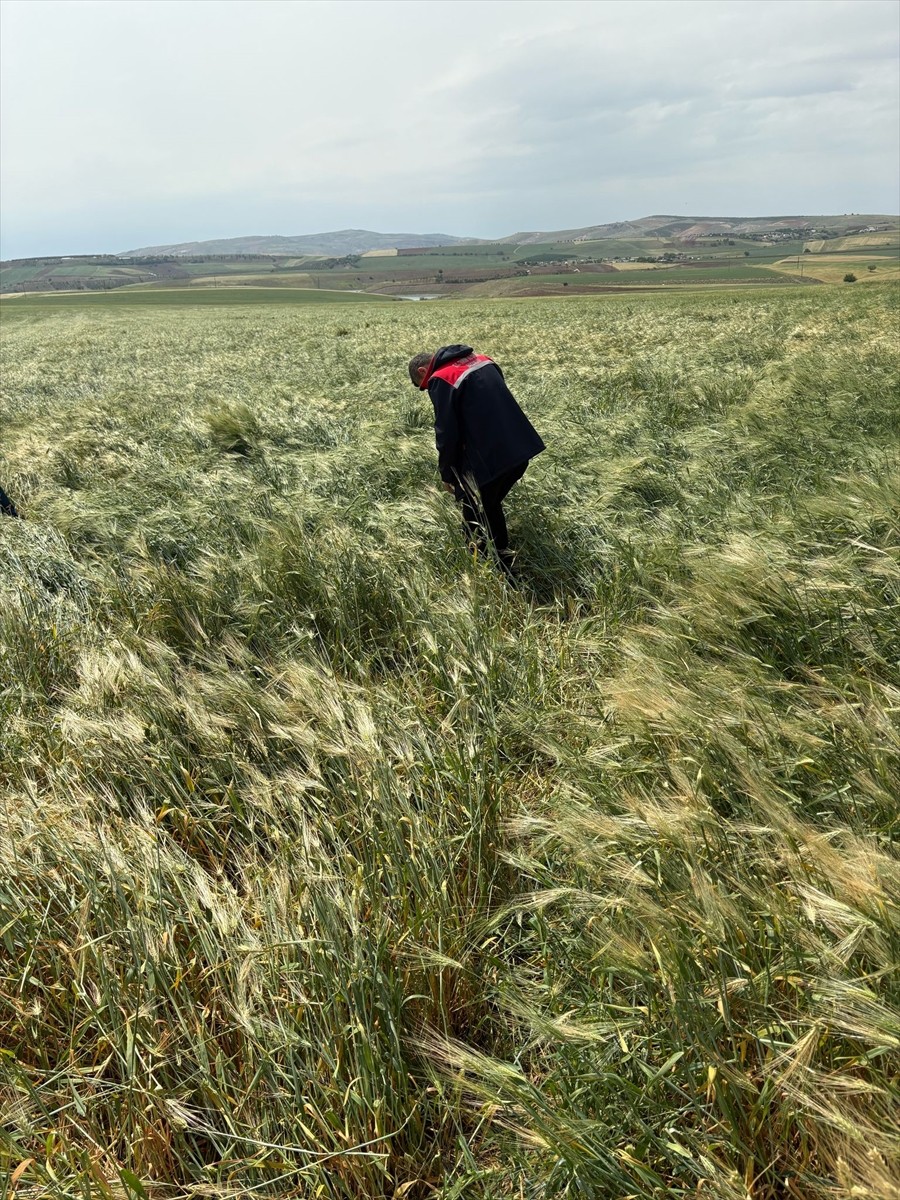  Adıyaman'ın Kahta ve Samsat ilçelerinde etkili olan dolu, bazı tarım alanlarına zarar verdi.