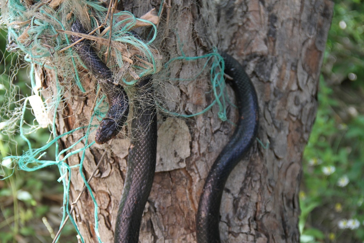 Antalya'nın Serik ilçesinde bir evin bahçesindeki balık ağına dolanan yılanı, itfaiye ekibi...