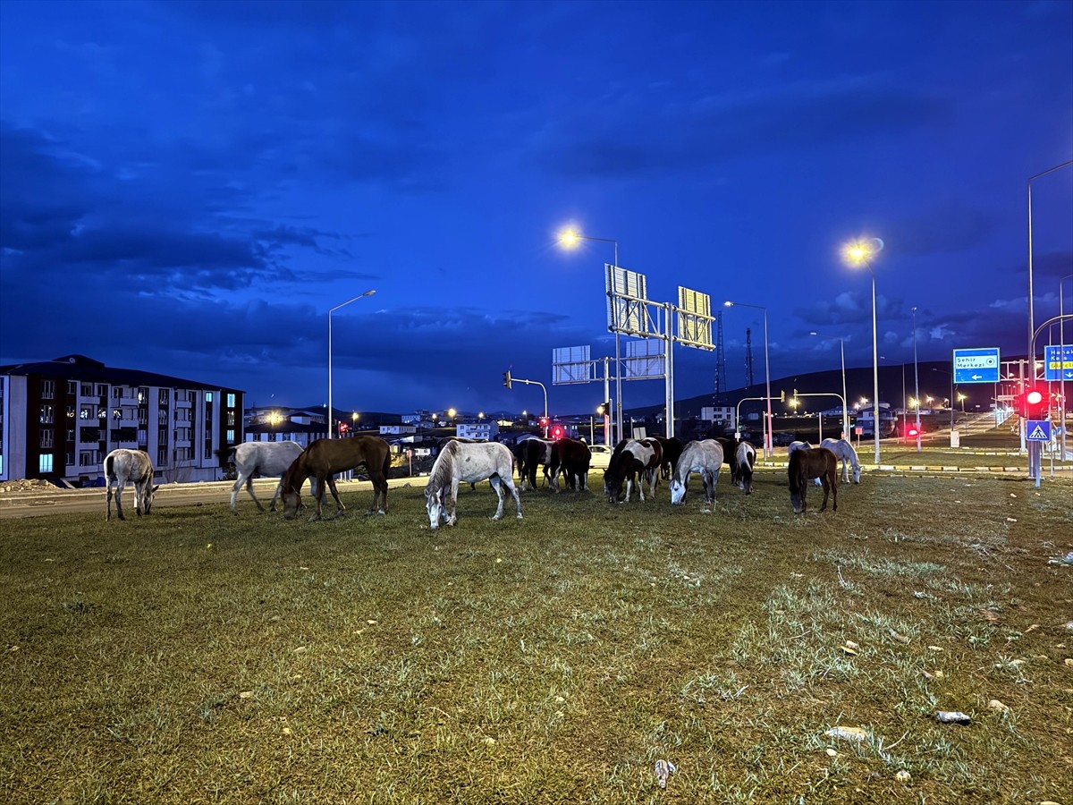 Ardahan'da yiyecek arayan yılkı atları kara yoluna indi.