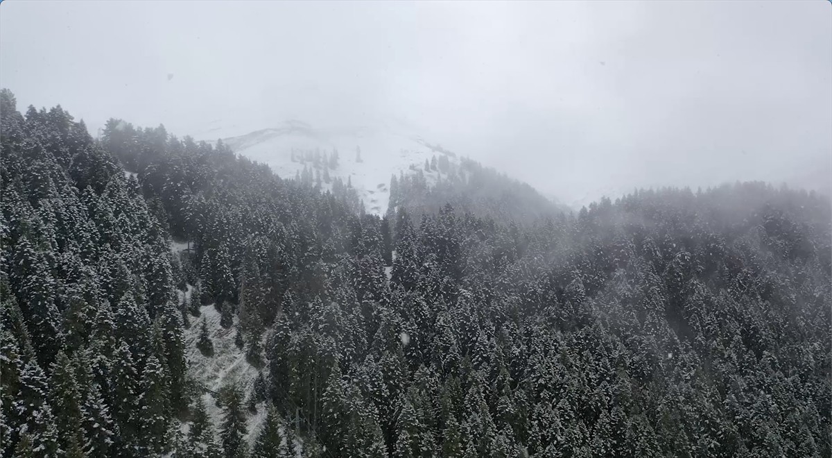 Artvin'in Ardanuç ve Şavşat ilçelerinde yüksek kesimleri kar yağışıyla beyaza büründü.