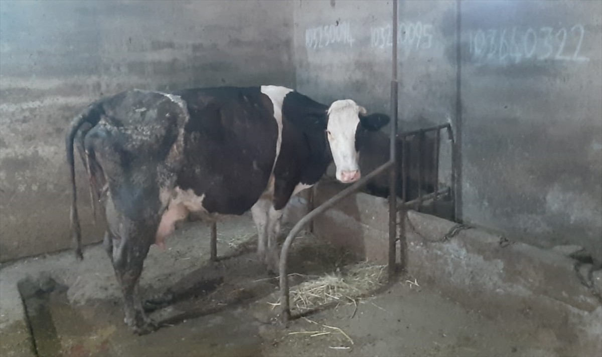 Balıkesir'in Susurluk ilçesinde bir inek tek batında 5 buzağı dünyaya getirdi. 