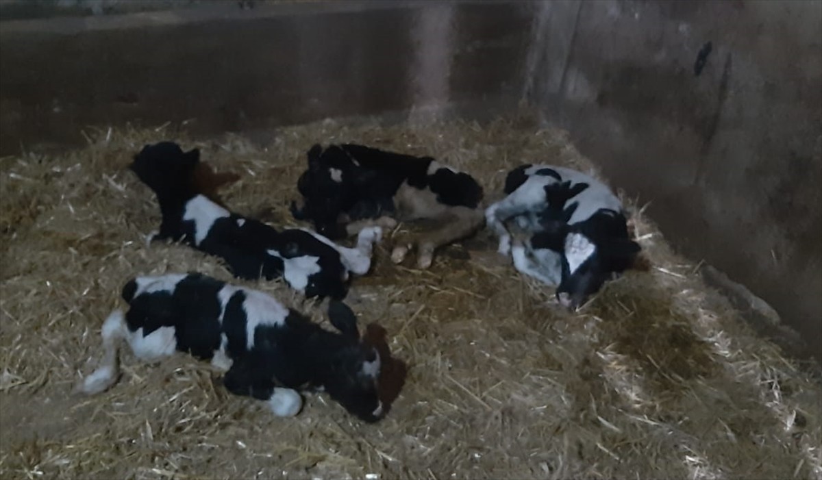 Balıkesir'in Susurluk ilçesinde bir inek tek batında 5 buzağı dünyaya getirdi. 