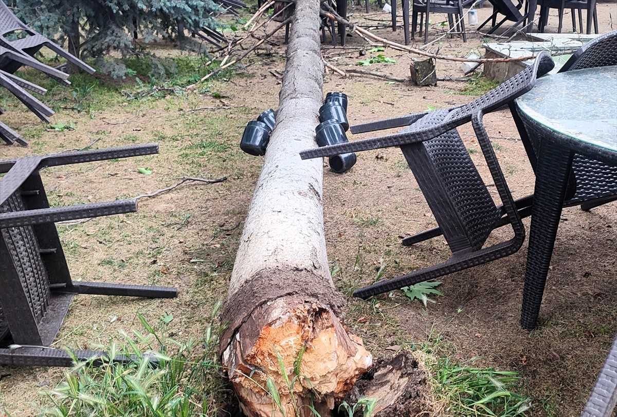 Bilecik'te, gün içinde etkili olan fırtınada zarar gören ağaç bir kafenin bahçesine...
