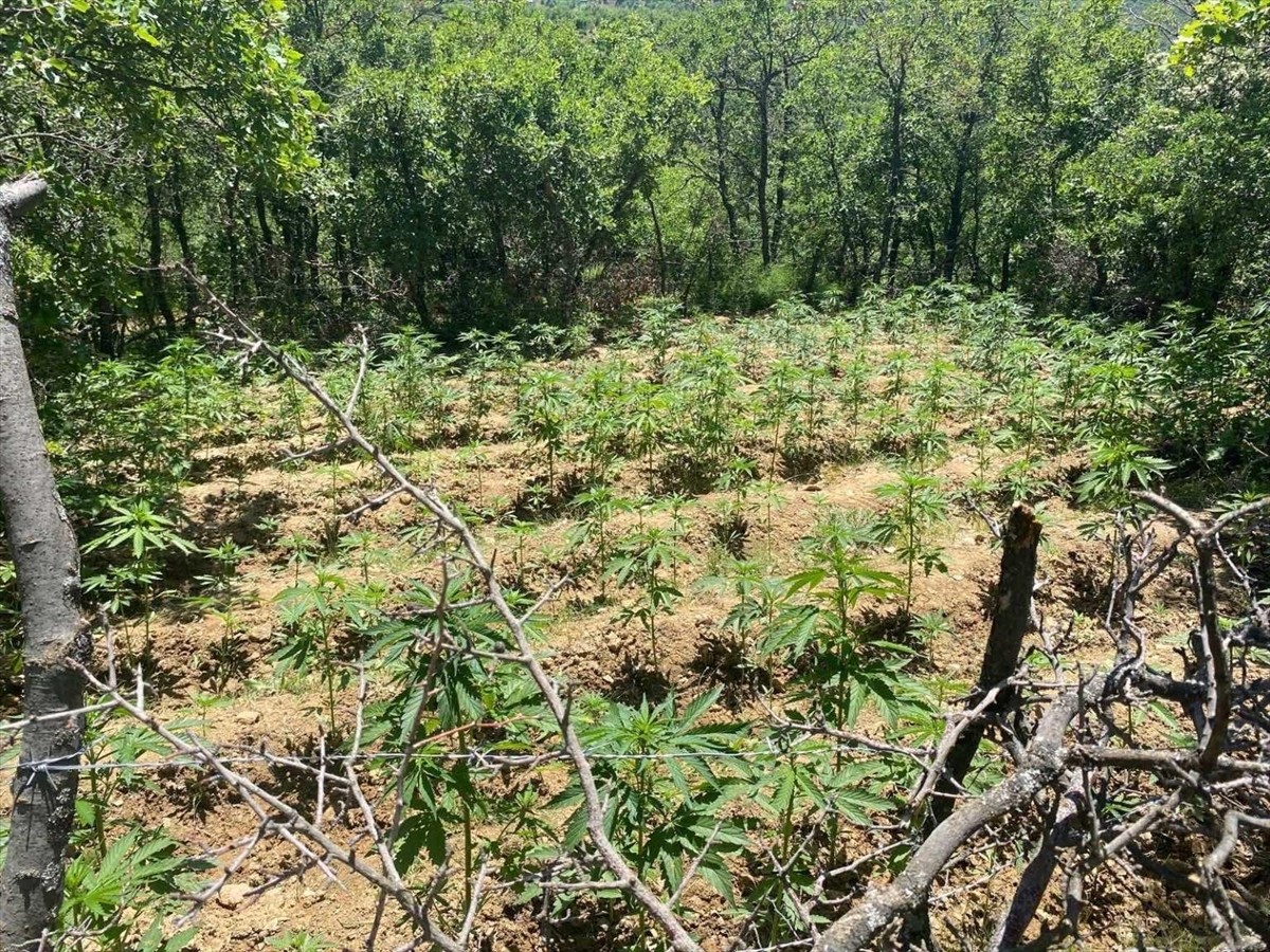 Bingöl'de düzenlenen operasyonlarda 4 bin 763 kök Hint keneviri ele geçirildi.