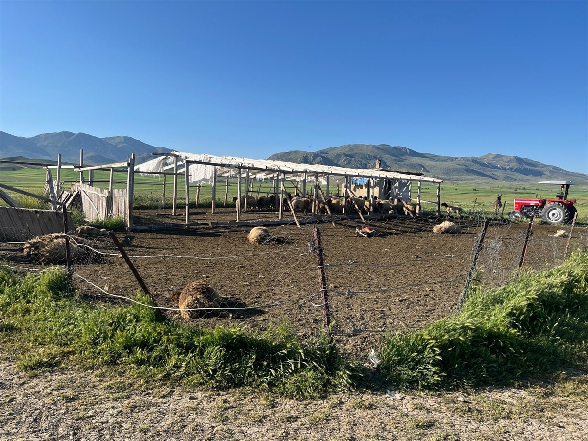 Burdur'un Karamanlı ilçesinde, kurtların saldırdığı ağıldaki koyunlardan 12'si telef oldu, 20'si...