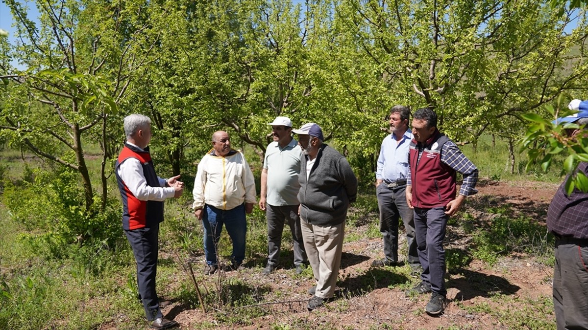 Çankırı İl Tarım ve Orman Müdürlüğü, zirai don felaketinden etkilenen meyve bahçeleri başta olmak...