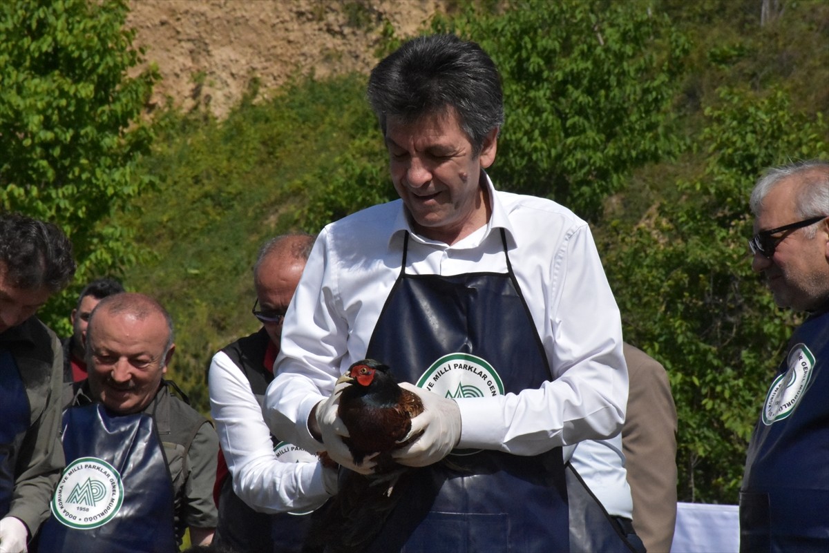 Doğa Koruma ve Milli Parklar (DKMP) Genel Müdürlüğünce, Ordu'da fındıkta zarara neden olan...