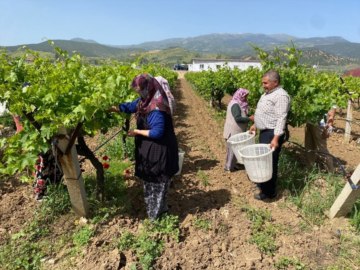 Dünyanın önde gelen üzüm üretim merkezlerinden Manisa'nın Alaşehir ilçesinde çiftçiler, mayıs...