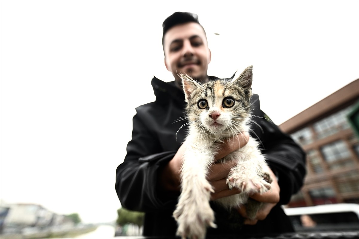 Düzce'de Azmimilli Mahallesi Aydınpınar Caddesi'ndeki Şaguç Köprüsü'nden kedi yavrusunun dereye...