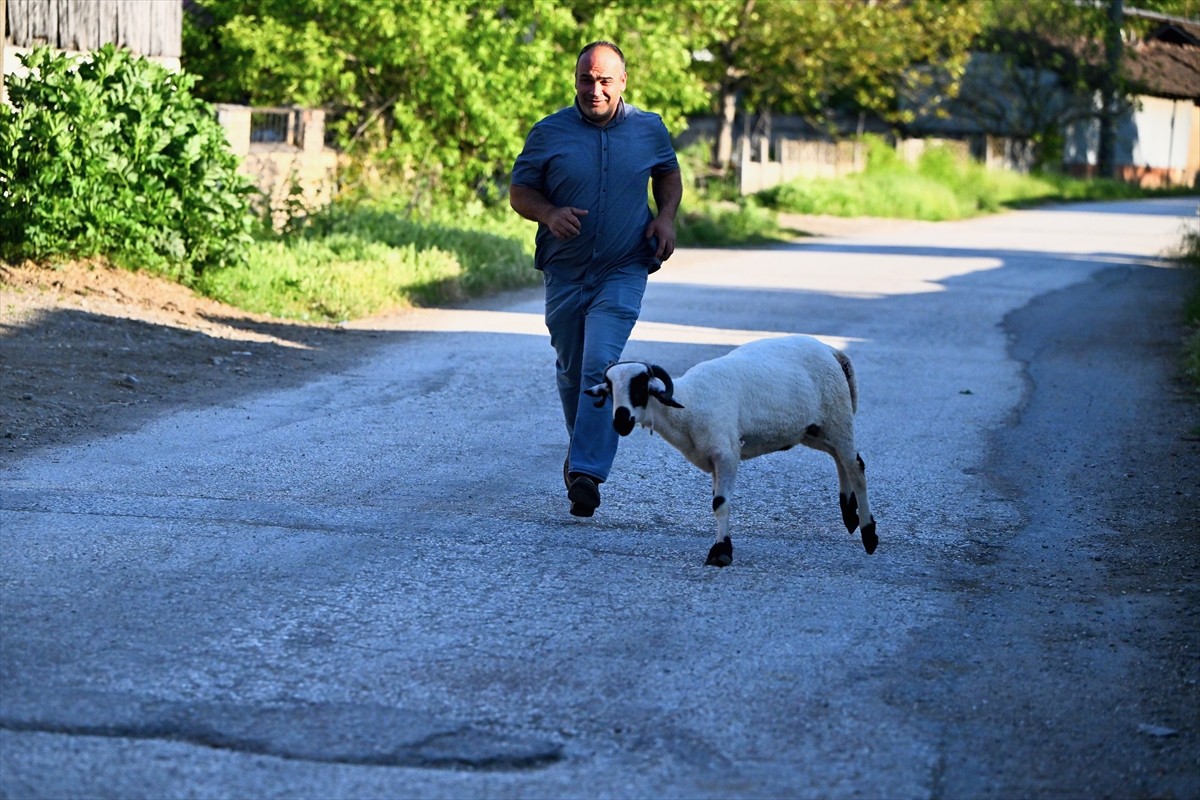 Düzce'de yaşayan Abdullah Gül, kurbanlık aldığı koçla arkadaş gibi olduklarını söyledi. Darıcı...