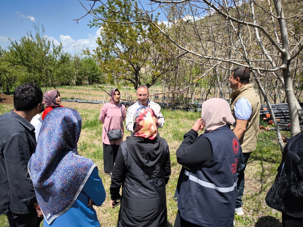 Erzincan İl Tarım ve Orman Müdürlüğü ekipleri, zirai dondan etkilenen meyve bahçelerinde...