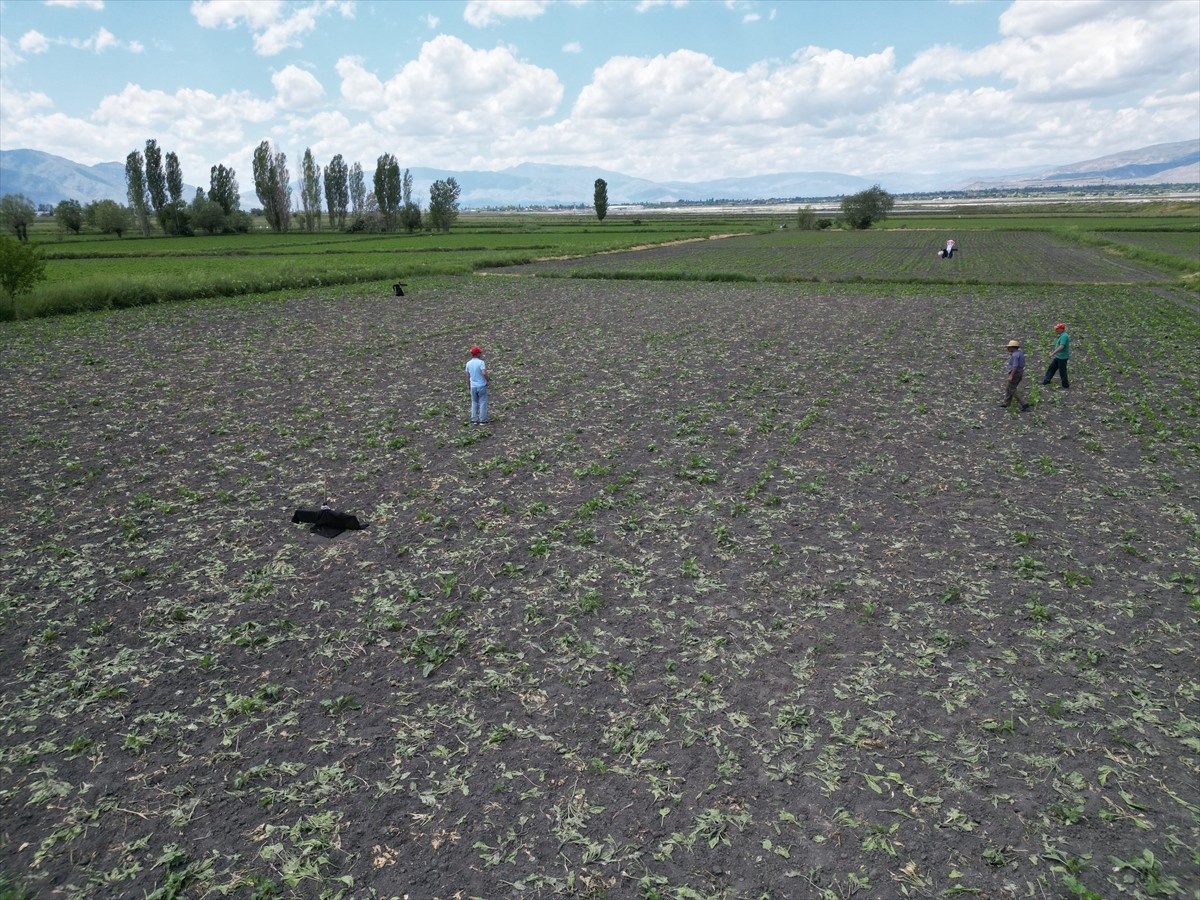 Erzincan merkeze bağlı Hancıçiftliği köyünde yaban domuzları, pancar ekili tarlalara zarar verdi...