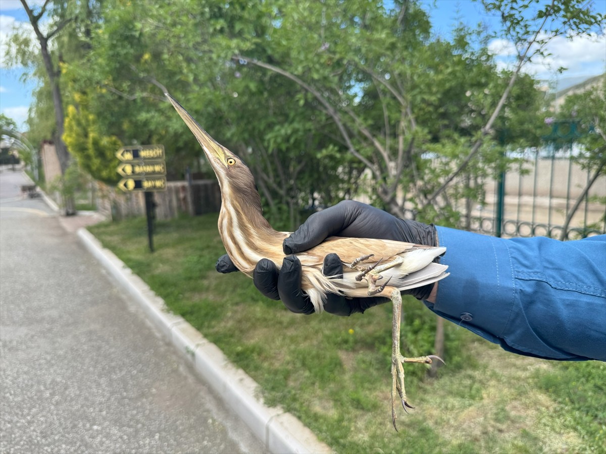 Erzurum'un Oltu ilçesinde belediye tesislerinde nesli tehlike altında bulunan "Bayağı Balaban"...