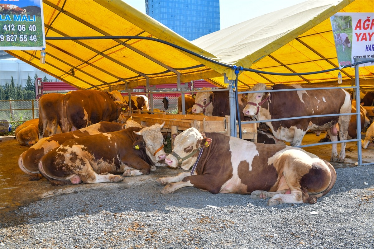 Esenyurt Belediyesi, Kurban Bayramı öncesinde vatandaşların kurbanlık alışverişlerini rahat, temiz...