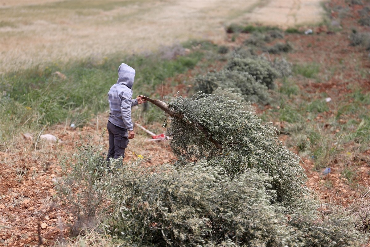 Filistin topraklarını gasbeden İsrailliler, işgal altındaki Batı Şeria'daki Ramallah kentinde...