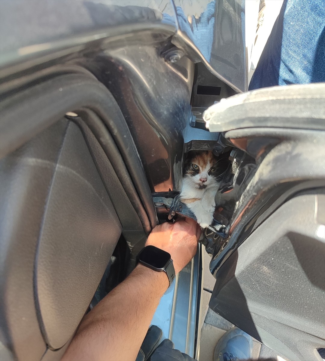 Hatay'ın İskenderun ilçesinde otomobilin kapısına sıkışan kedi yavrusu itfaiye ekibince...
