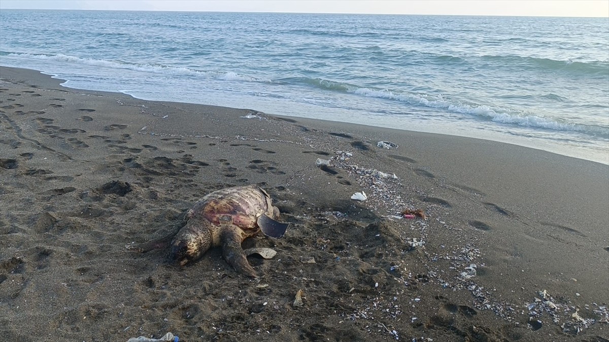 Hatay'ın Samandağ ilçesinde sahilde ölü caretta caretta bulundu.