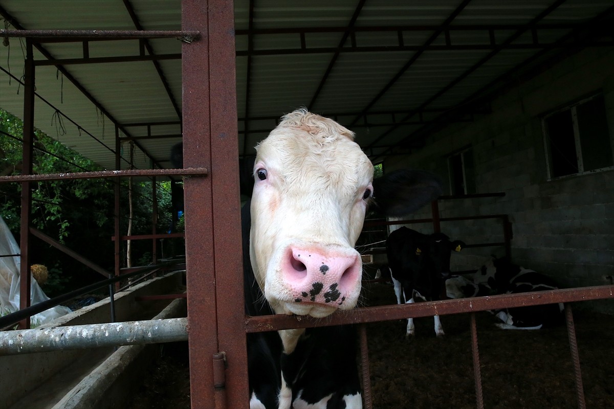 Hatay Büyükşehir Belediyesi ekipleri, besicilerin büyükbaşlarının tırnak bakımlarını ücretsiz...