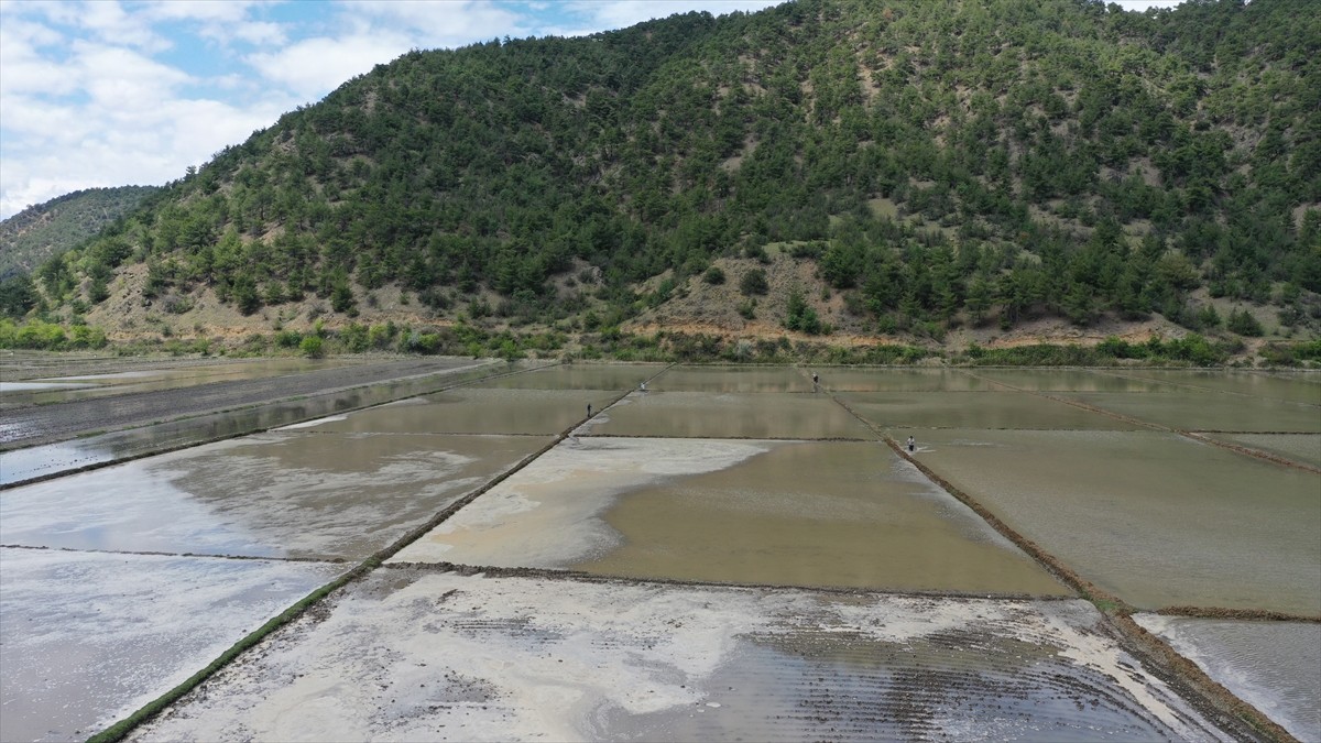 İlkbaharda Kastamonu'nun Tosya ilçesine göç eden leylekler, çeltik ekiminin sürdüğü tarlalarda...