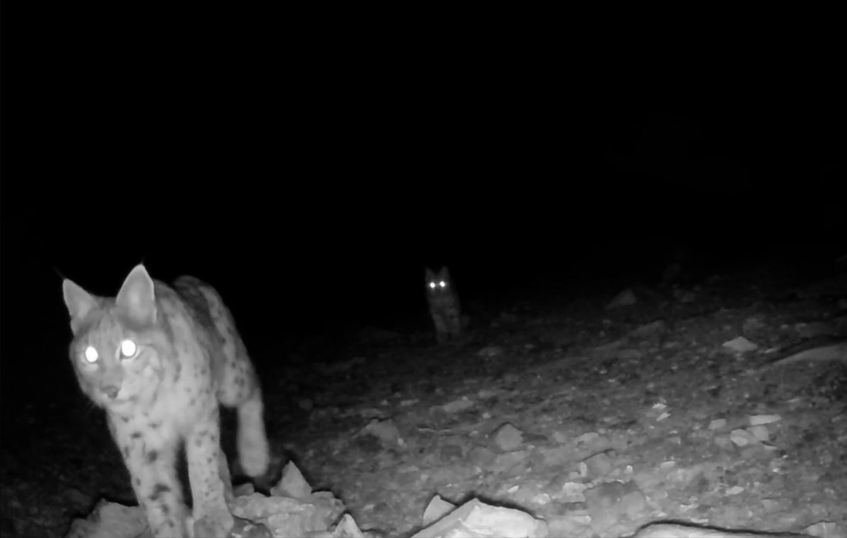 Isparta Uygulamalı Bilimler Üniversitesi (ISUBÜ) öncülüğünde yürütülen Anadolu Parsı Projesi...