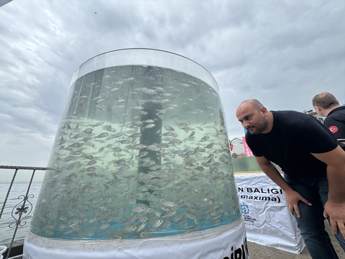 İzmit Körfezi'nde biyoçeşitliliğin korunması ve artırılması için denize 6 bin balık ve 100 yapay...