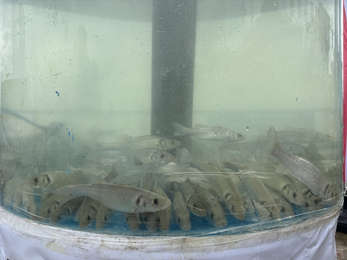 İzmit Körfezi'nde biyoçeşitliliğin korunması ve artırılması için denize 6 bin balık ve 100 yapay...