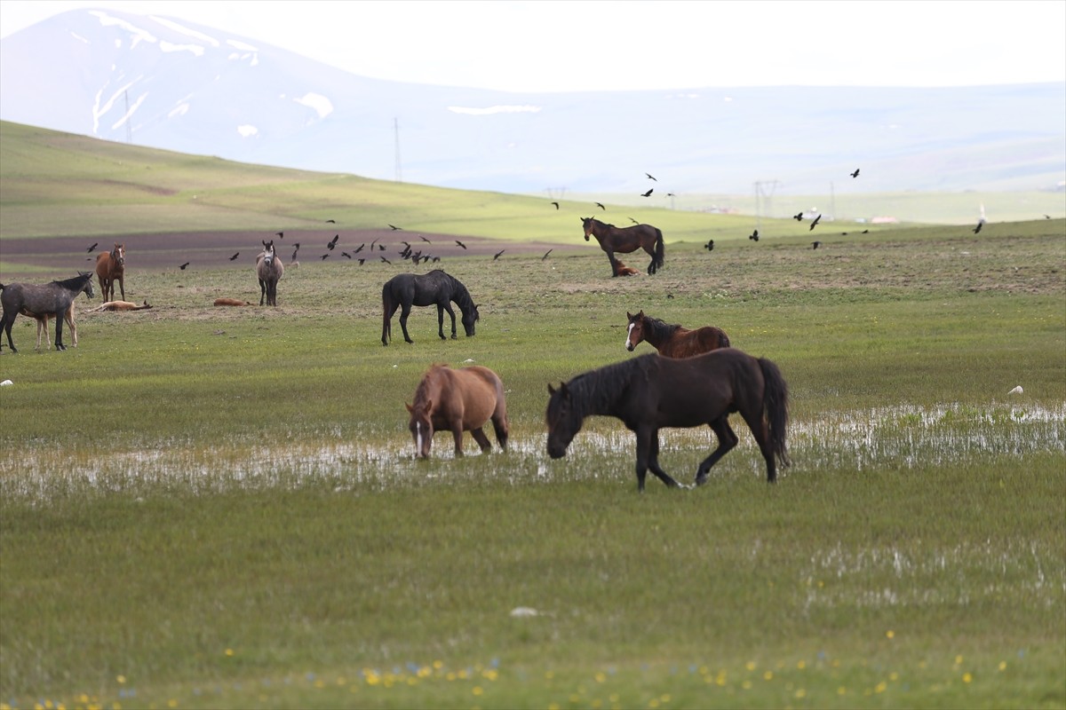 Kars'ın Digor ilçesinde sürü halinde dolaşan yılkı atları görüntülendi. Yüksek kesimlerde yaşam...