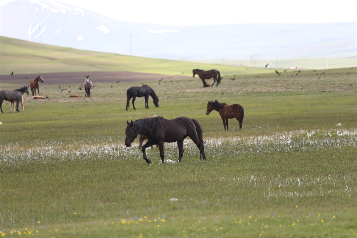 Kars'ın Digor ilçesinde sürü halinde dolaşan yılkı atları görüntülendi. Yüksek kesimlerde yaşam...