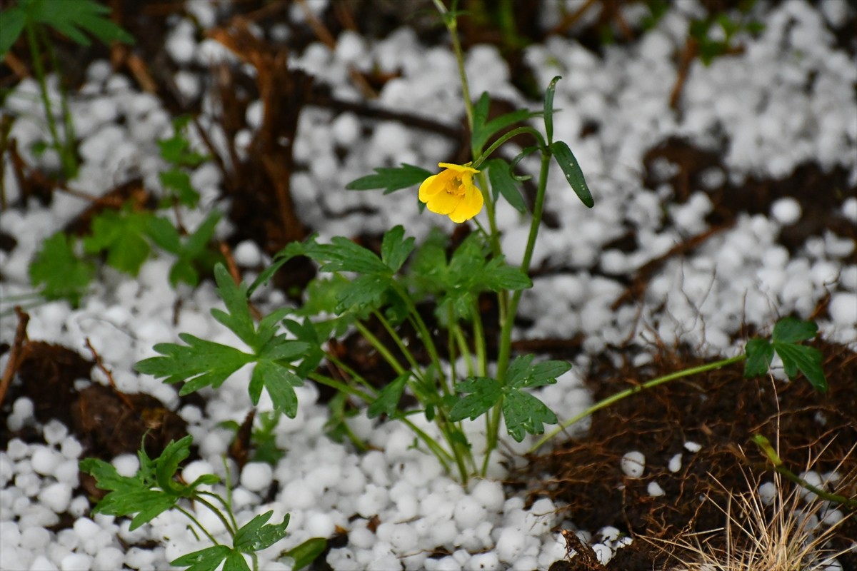 Kars'ın Sarıkamış ilçesinde etkili olan dolu, çevreyi beyaza bürüdü.