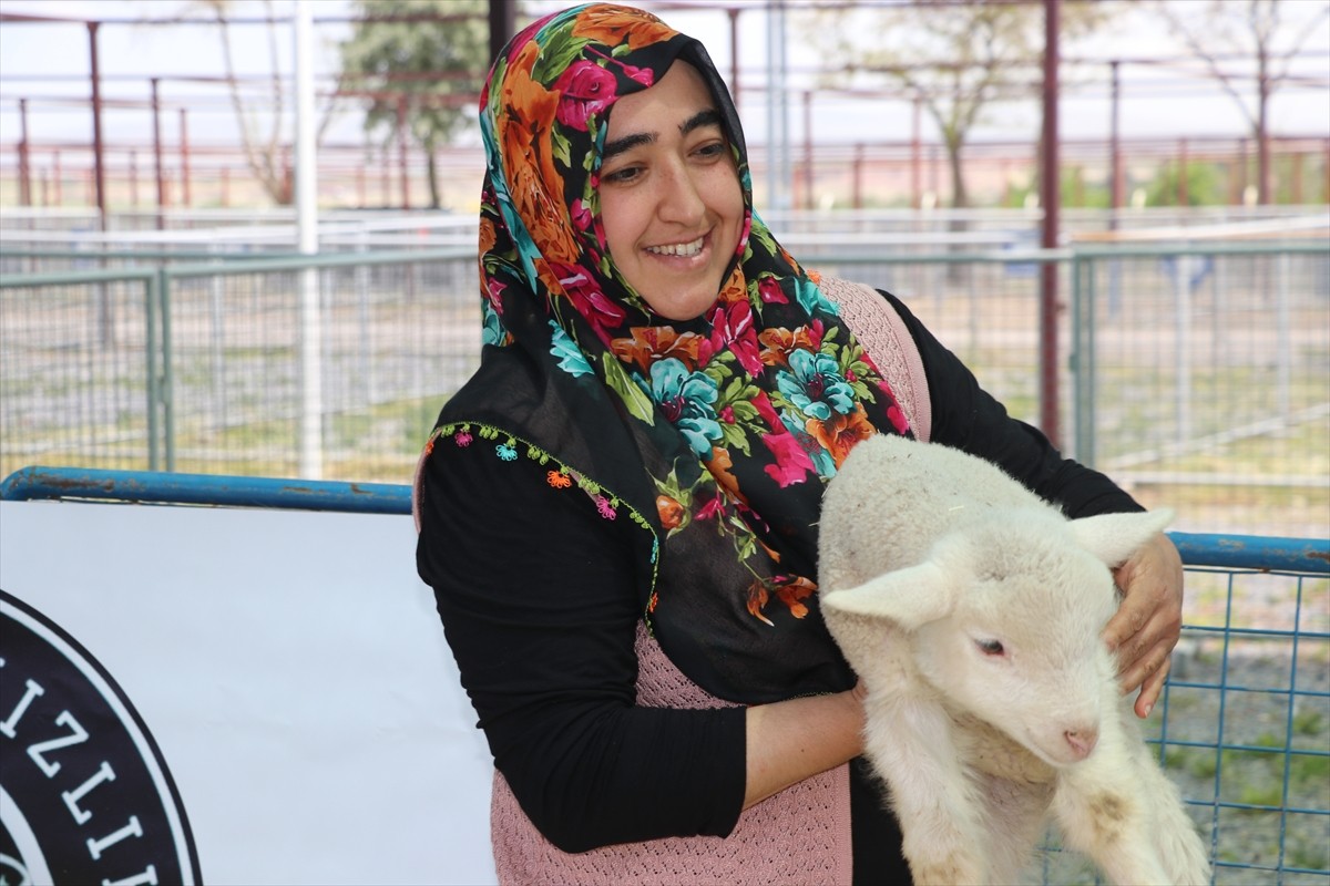 Kayseri'nin Talas ilçesinde 11 ilden getirilen koyunların katılımıyla güzellik yarışması...