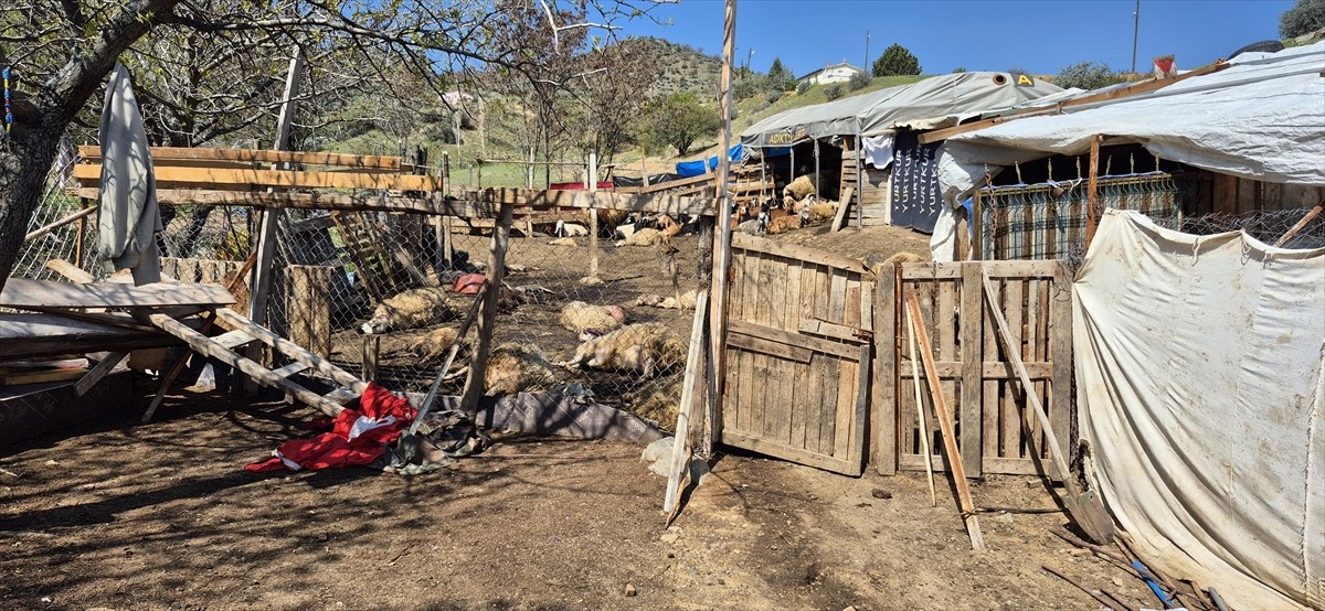 Kırıkkale'nin Bahşılı ilçesinde kurtların saldırısına uğradığı öne sürülen küçükbaştan 25'i telef...