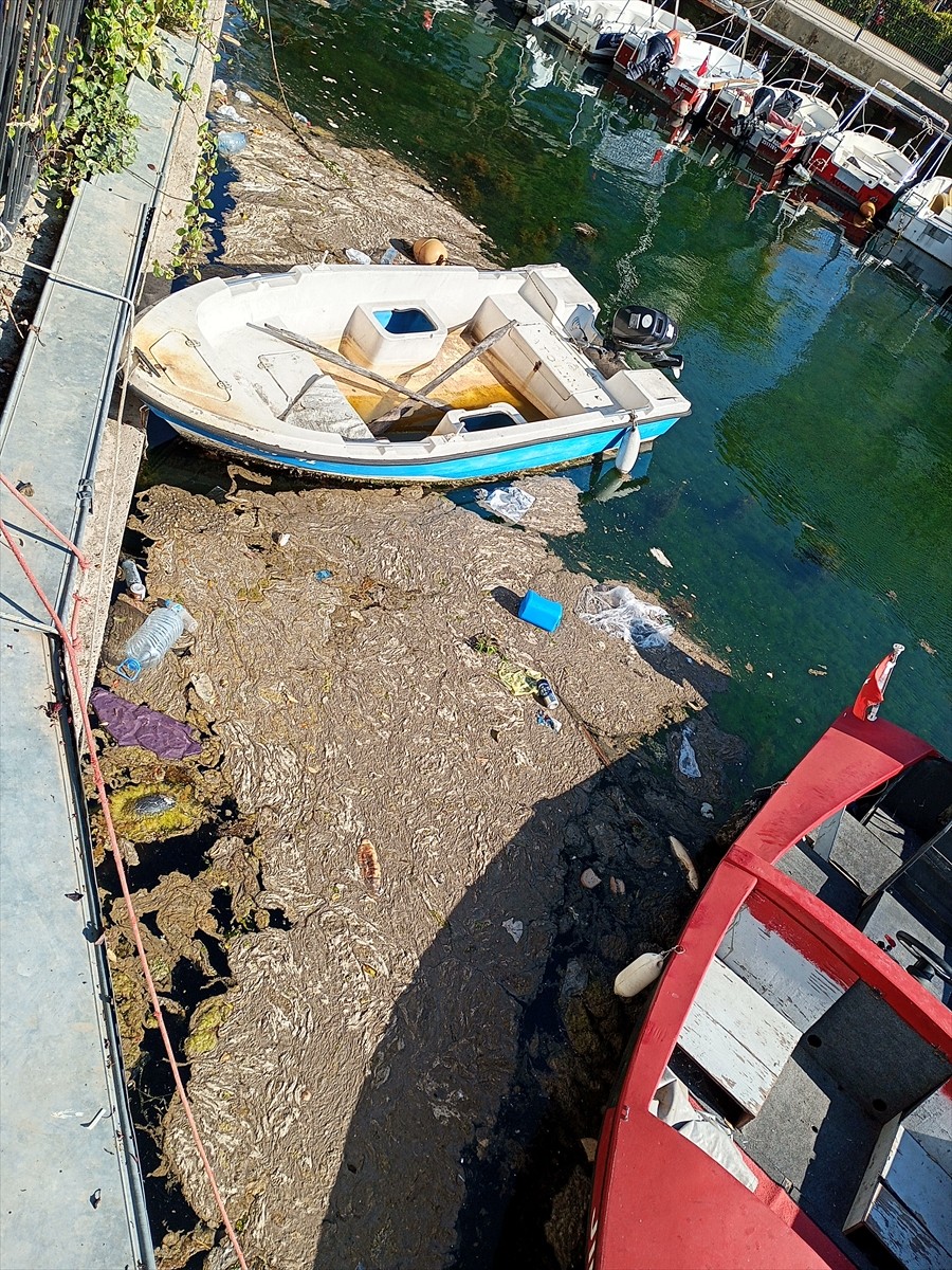 Kocaeli'nin Karamürsel ilçesinde denizde köpüksü tabaka görüldü.