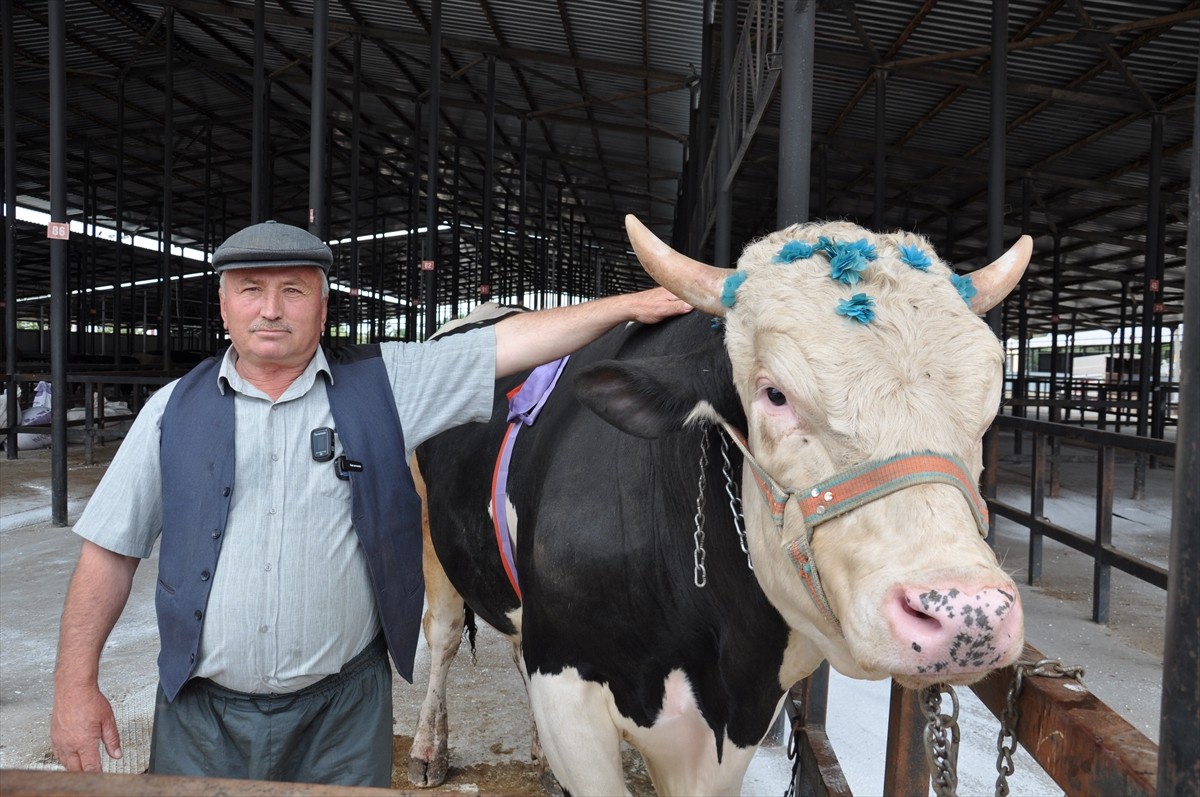 Kütahyalı bir hayvan üreticisi tarafından yetiştirilen yaklaşık bin 200 kilogram ağırlığındaki...