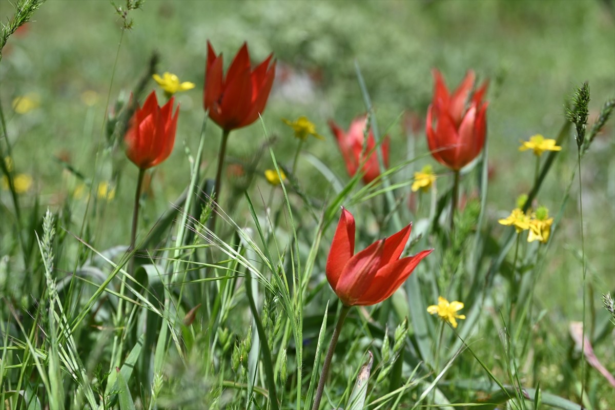 Manisa'daki Spil Dağı'nda koruma altındaki bitki türlerinden Manisa lalesinin tanıtımı amacıyla...