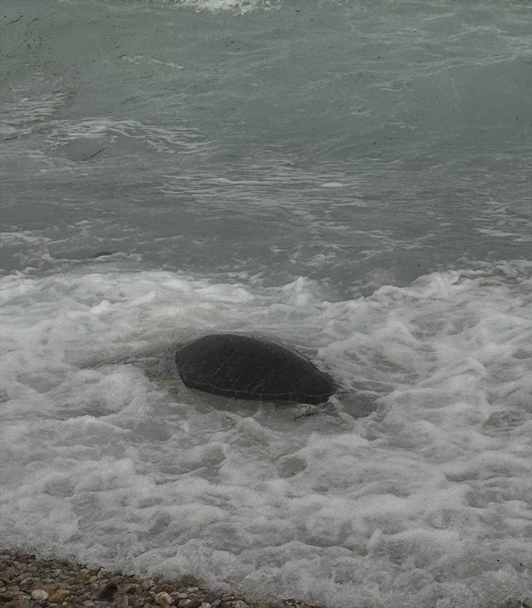 Muğla'nın Datça ilçesi sahilinde, ölü caretta caretta bulundu.