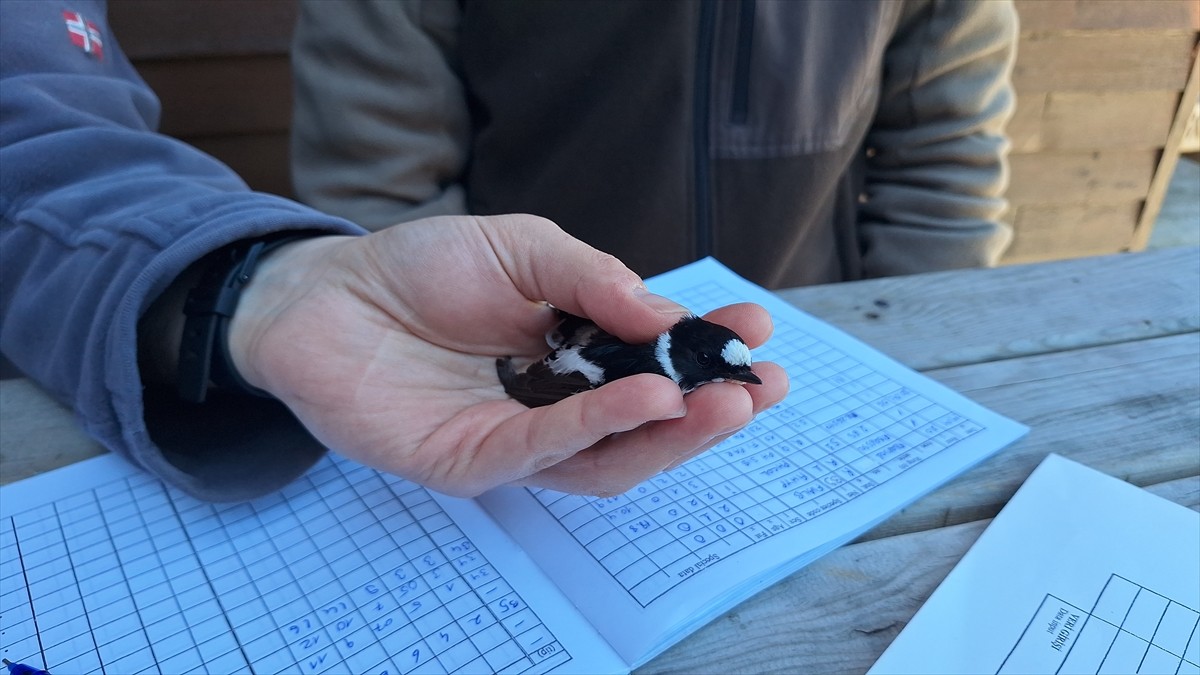 Ondokuz Mayıs Üniversitesi (OMÜ) Ornitoloji Araştırma Merkezi, Kızılırmak Deltası Kuş Cenneti'nde...