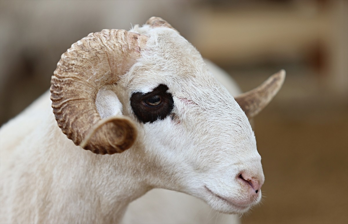 Ondokuz Mayıs Üniversitesi (OMÜ) Veteriner Fakültesi Besin İnceleme Teknolojisi Anabilim Dalı...