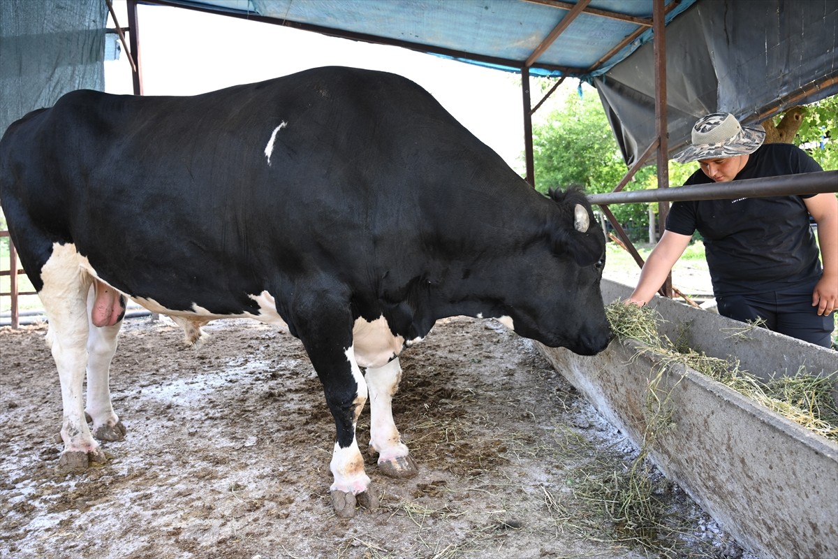 Osmaniye'nin Kadirli ilçesinde 1231 kilogramlık boğa, Kurban Bayramı öncesi 360 bin liradan satışa...