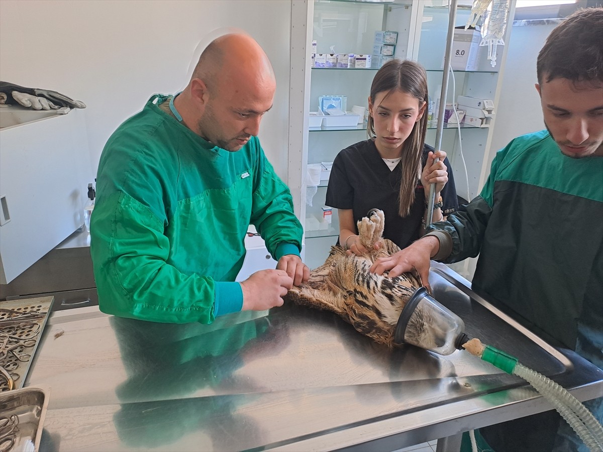 Sakarya'da yaralı halde bulunan ve kanadı ampute edilen puhu kuşu, yaşamının kalanını hayvanat...