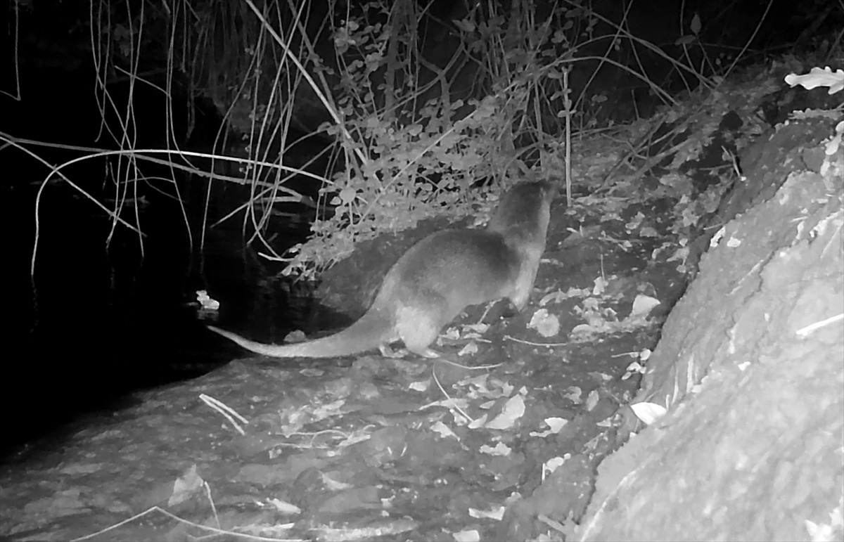 Sakarya'nın Karasu ilçesinde nehir kenarına yerleştirilen fotokapanla su samuru görüntülendi....
